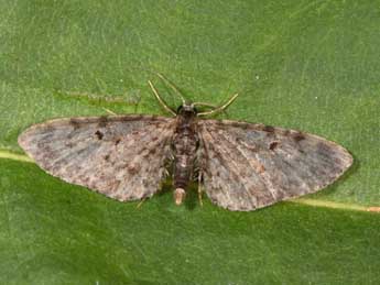 Eupithecia silenata Assman adulte - ©Philippe Mothiron