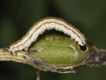  Chenille de Eupithecia silenicolata Mab. - ©Philippe Mothiron