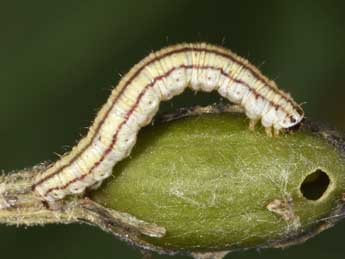  Chenille de Eupithecia silenicolata Mab. - ©Philippe Mothiron