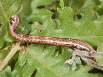  Chenille de Synopsia sociaria Hb. - ©Philippe Mothiron