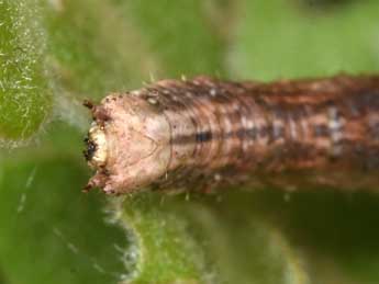  Chenille de Synopsia sociaria Hb. - ©Philippe Mothiron