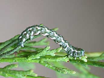  Chenille de Ecleora solieraria Rbr - ©Claude Tautel