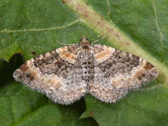 Xanthorhoe spadicearia D. & S. adulte - Philippe Mothiron