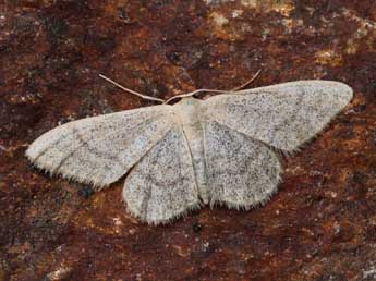 Idaea squalidaria Stgr adulte - Lionel Taurand