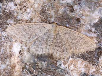 Idaea squalidaria Stgr adulte - Lionel Taurand