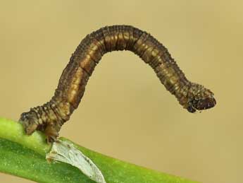  Chenille de Idaea squalidaria Stgr - Lionel Taurand