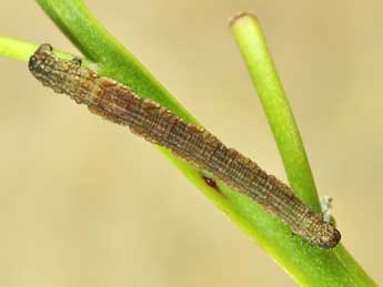  Chenille de Idaea squalidaria Stgr - ©Lionel Taurand