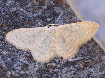 Idaea squalidaria Stgr adulte - ©Lionel Taurand