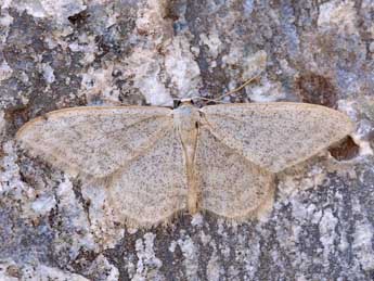 Idaea squalidaria Stgr adulte - Lionel Taurand