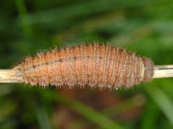  Chenille de Erebia sthennyo Grasl. - Wolfgang Wagner, www.pyrgus.de