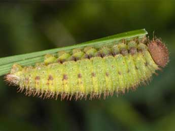  Chenille de Erebia sthennyo Grasl. - Wolfgang Wagner, www.pyrgus.de