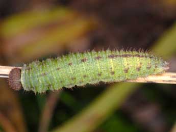  Chenille de Erebia sthennyo Grasl. - Wolfgang Wagner, www.pyrgus.de