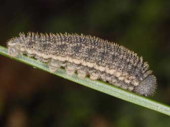  Chenille de Erebia styx Frr - ©Wolfgang Wagner, www.pyrgus.de