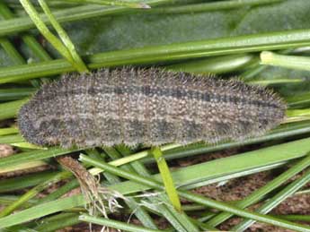  Chenille de Erebia styx Frr - Wolfgang Wagner, www.pyrgus.de