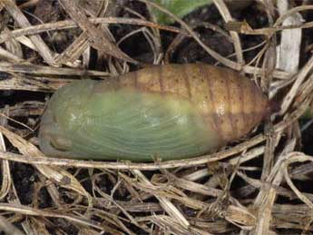  Chrysalide de Erebia styx Frr - ©Wolfgang Wagner, www.pyrgus.de