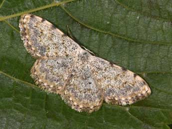 Scopula submutata Tr. adulte - ©Philippe Mothiron