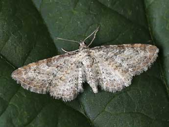 Eupithecia subumbrata D. & S. adulte - Lionel Taurand