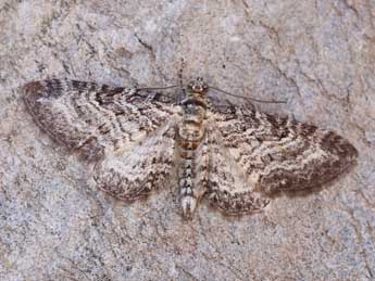 Eupithecia subumbrata D. & S. adulte - Lionel Taurand