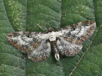 Eupithecia succenturiata L. adulte - Lionel Taurand