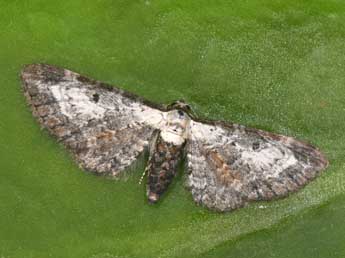 Eupithecia succenturiata L. adulte - Philippe Mothiron