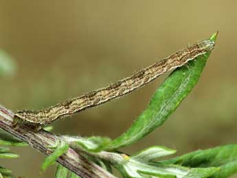  Chenille de Eupithecia succenturiata L. - ©Lionel Taurand