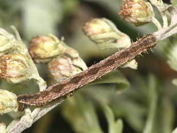  Chenille de Eupithecia succenturiata L. - ©Philippe Mothiron