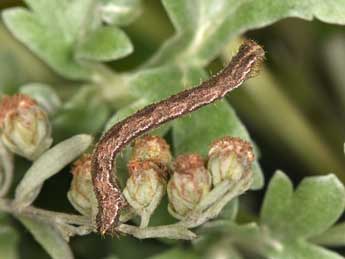  Chenille de Eupithecia succenturiata L. - ©Philippe Mothiron