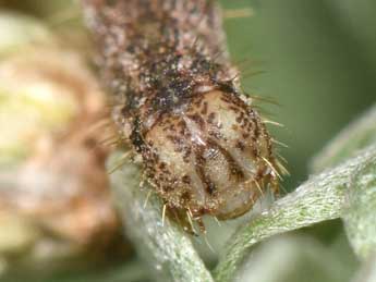  Chenille de Eupithecia succenturiata L. - ©Philippe Mothiron