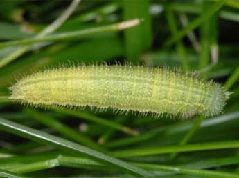  Chenille de Erebia sudetica Stgr - Wolfgang Wagner, www.pyrgus.de