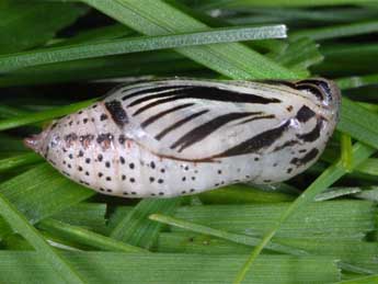  Chrysalide de Erebia sudetica Stgr - ©Wolfgang Wagner, www.pyrgus.de