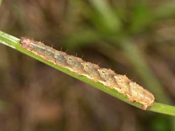  Chenille de Lampropteryx suffumata D. & S. - ©Philippe Mothiron