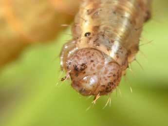  Chenille de Lampropteryx suffumata D. & S. - Philippe Mothiron