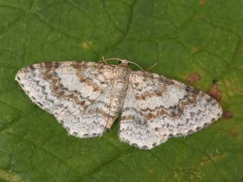 Hydrelia sylvata D. & S. adulte - Philippe Mothiron