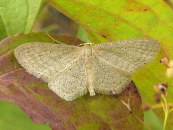 Idaea sylvestraria Hb. adulte - Jean-Pierre Lamoline