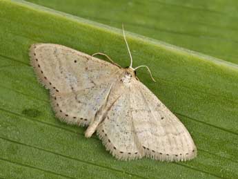 Idaea sylvestraria Hb. adulte - ©Lionel Taurand