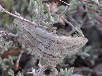 Afriberina tenietaria Stgr adulte - ©Claude Colomb