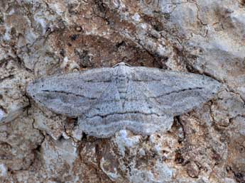 Afriberina tenietaria Stgr adulte - ©Claude Colomb