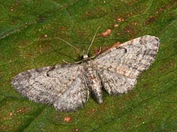 Eupithecia tenuiata Hb. adulte - ©Philippe Mothiron