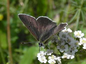 Lycaena tityrus Poda adulte - Philippe Mothiron