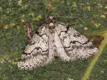 Tephronia cyrnea Schaw. adulte - Lionel Taurand