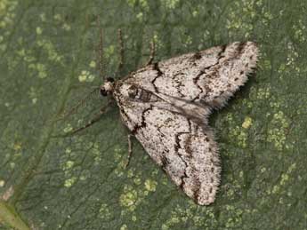 Tephronia cyrnea Schaw. adulte - ©Lionel Taurand