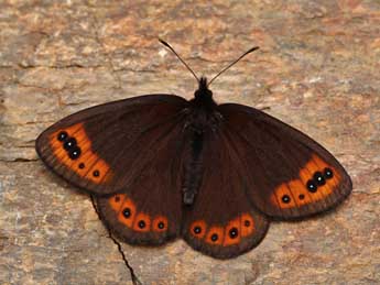 Erebia triarius Prun. adulte - Lionel Taurand