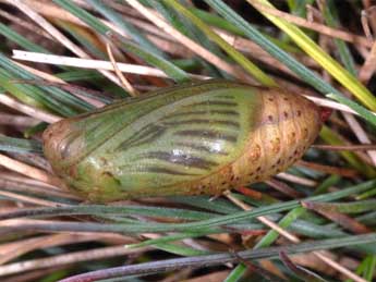  Chrysalide de Erebia triarius Prun. - Wolfgang Wagner, www.pyrgus.de