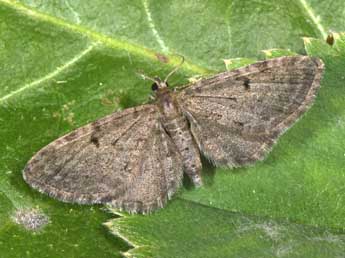 Eupithecia trisignaria H.-S. adulte - Philippe Mothiron