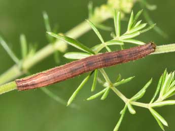  Chenille de Epirrhoe tristata L. - ©Philippe Mothiron