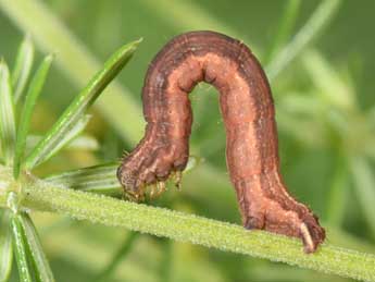  Chenille de Epirrhoe tristata L. - ©Philippe Mothiron