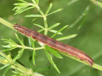  Chenille de Epirrhoe tristata L. - Philippe Mothiron