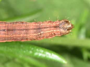  Chenille de Epirrhoe tristata L. - ©Philippe Mothiron