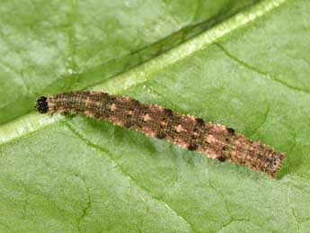  Chenille de Idaea typicata Gn. - Philippe Mothiron