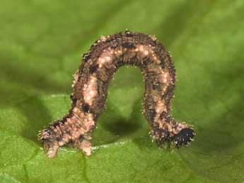  Chenille de Idaea typicata Gn. - ©Philippe Mothiron